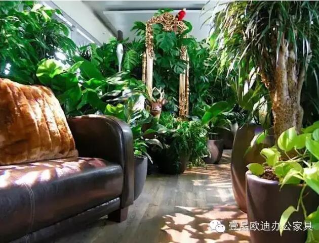 為什么辦公室里一定要養植物？-壹品歐迪辦公家具